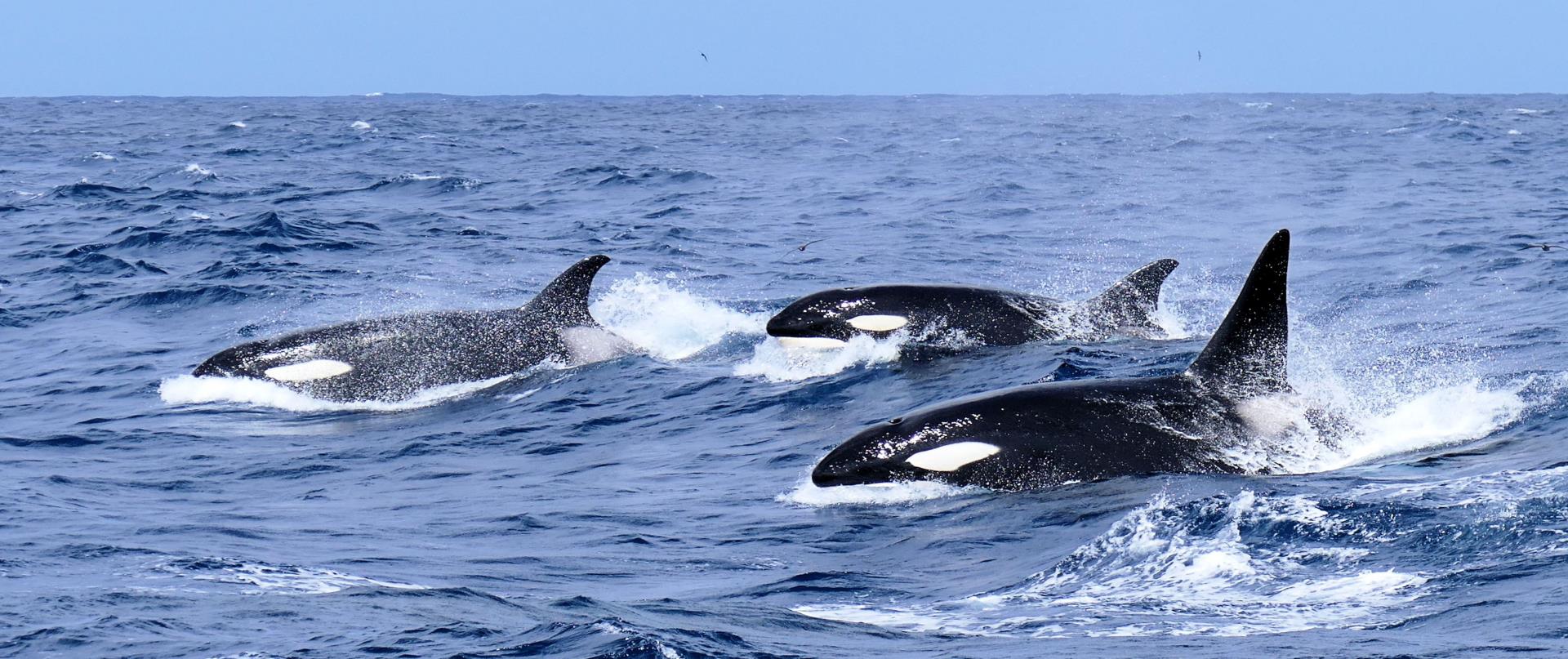 Orca Experience Image
