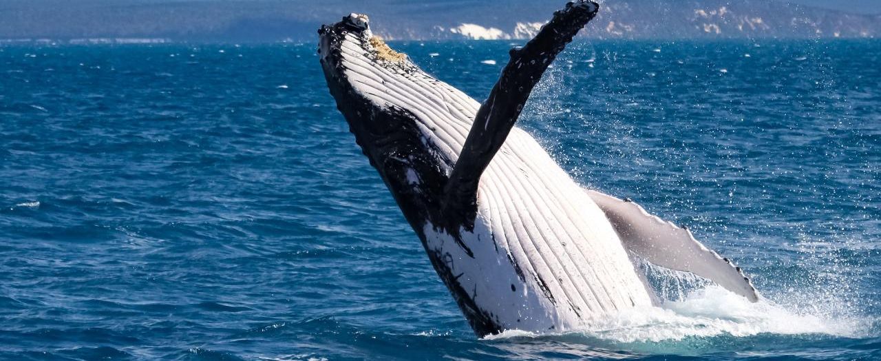 Winter Whale Watching Image
