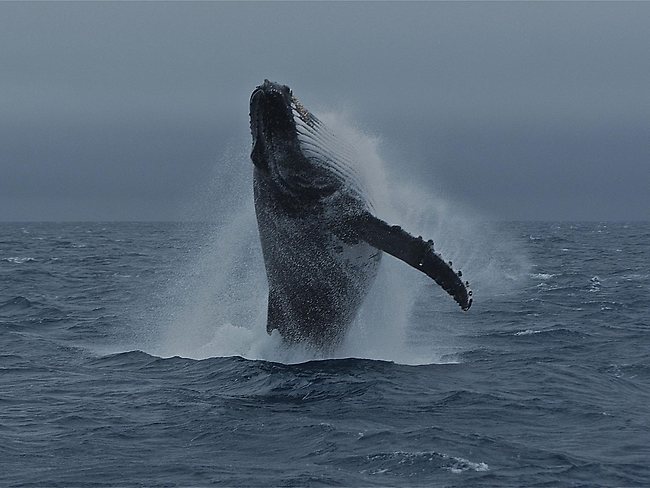 Whale Season Image