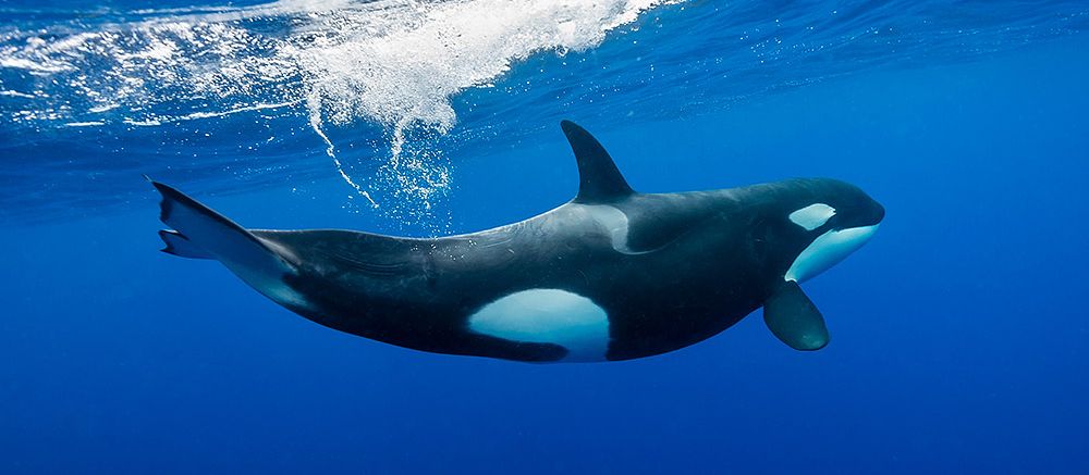 Bremer Bay Orca Experience Image